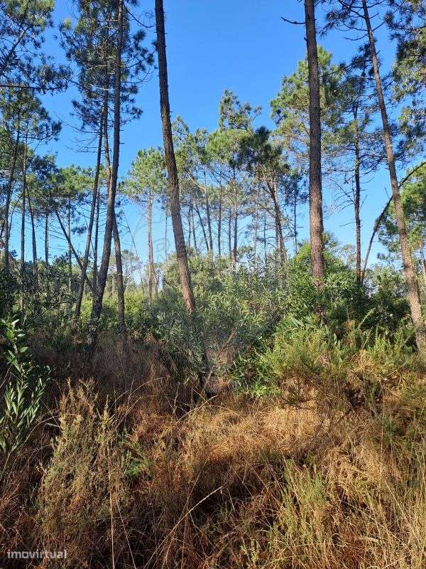 Terreno  para venda - Grande imagem: 5/5