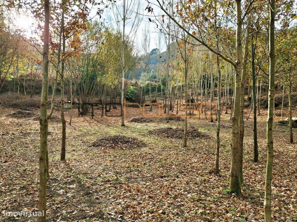 Quinta com Ribeiro e casa para restaurar - Terreno de cultivo-9