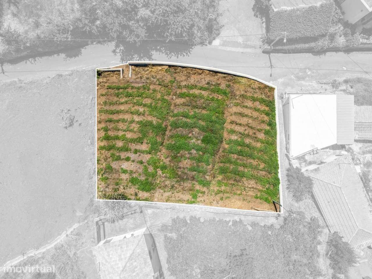 Terreno Plano, Ponta do Pargo, Calheta. - Grande imagem: 4/19