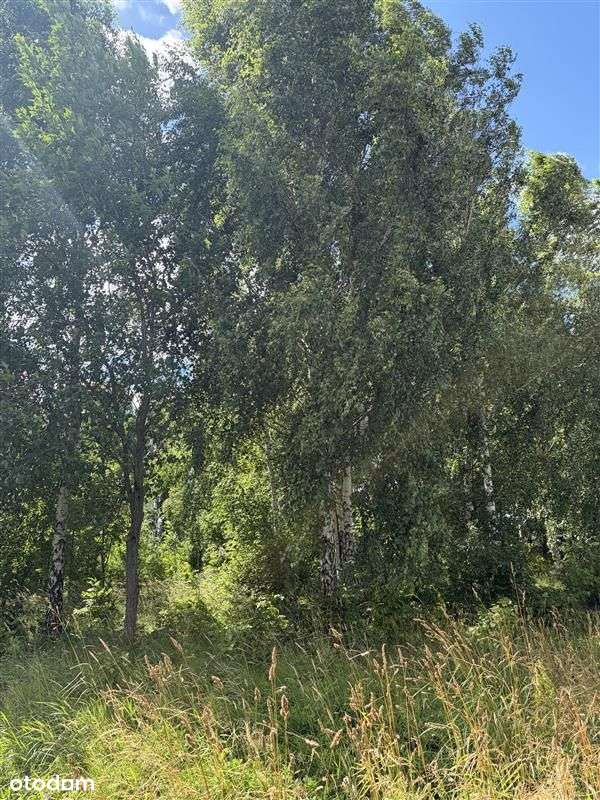 Widokowa działka siedliskowa w Drzewinie w Gminie-3