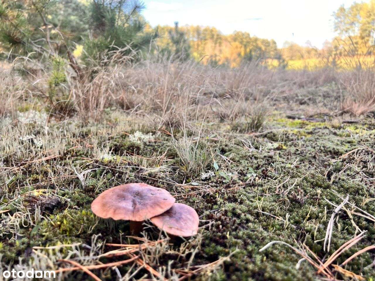 Działka siedliskowa z linią brzegową, przy lesie-8