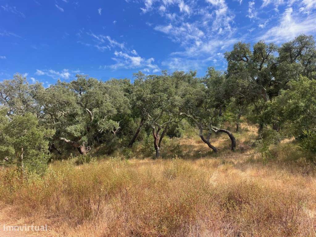 HERDADE COM 100 HECTARES E BASTANTE ARBORIZAÇÃO-11