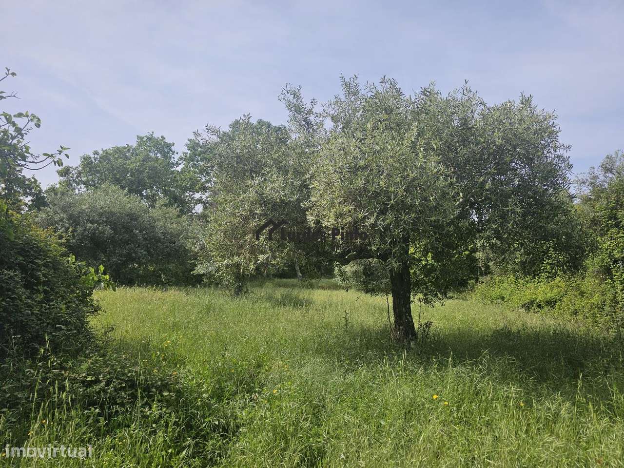 Quinta à beira do Rio Ocreza-17