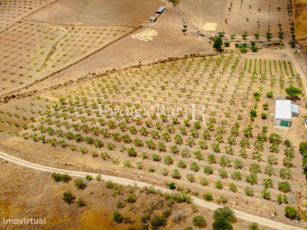 Herdade em Campo Maior com Olival - Grande imagem: 3/44