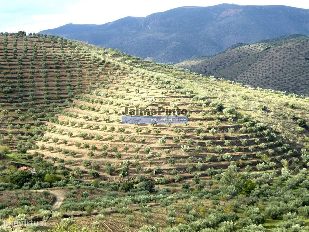 121.000m2 Olival, Amendoal, pequena Casa. Portugal, Guarda, F. C. R...