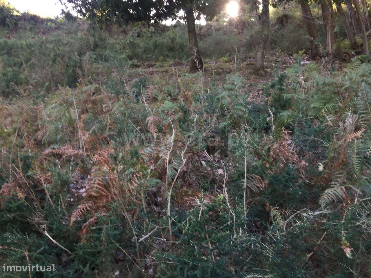 Terreno Rústico - Grande imagem: 5/7