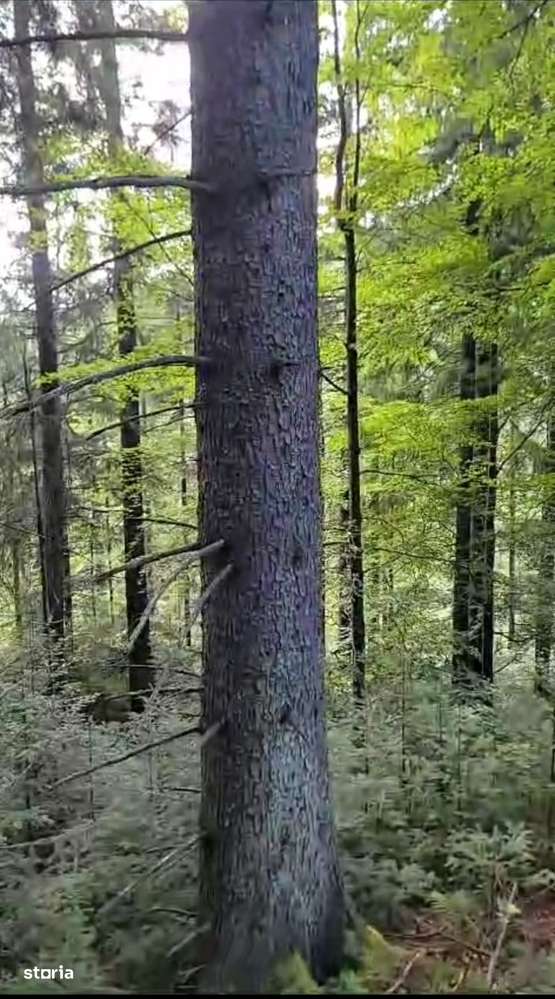 Vindem padure rasinoase 808 mc in 18500 mp, Moldovita - Suceava - Imagine principală: 1/6
