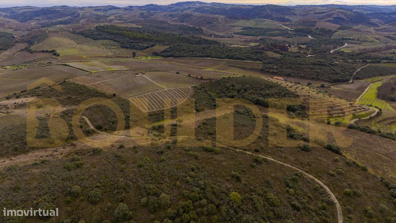 Quinta do Arieiro - Cedovim | Vila Nova de Foz Côa | Douro Superior-40