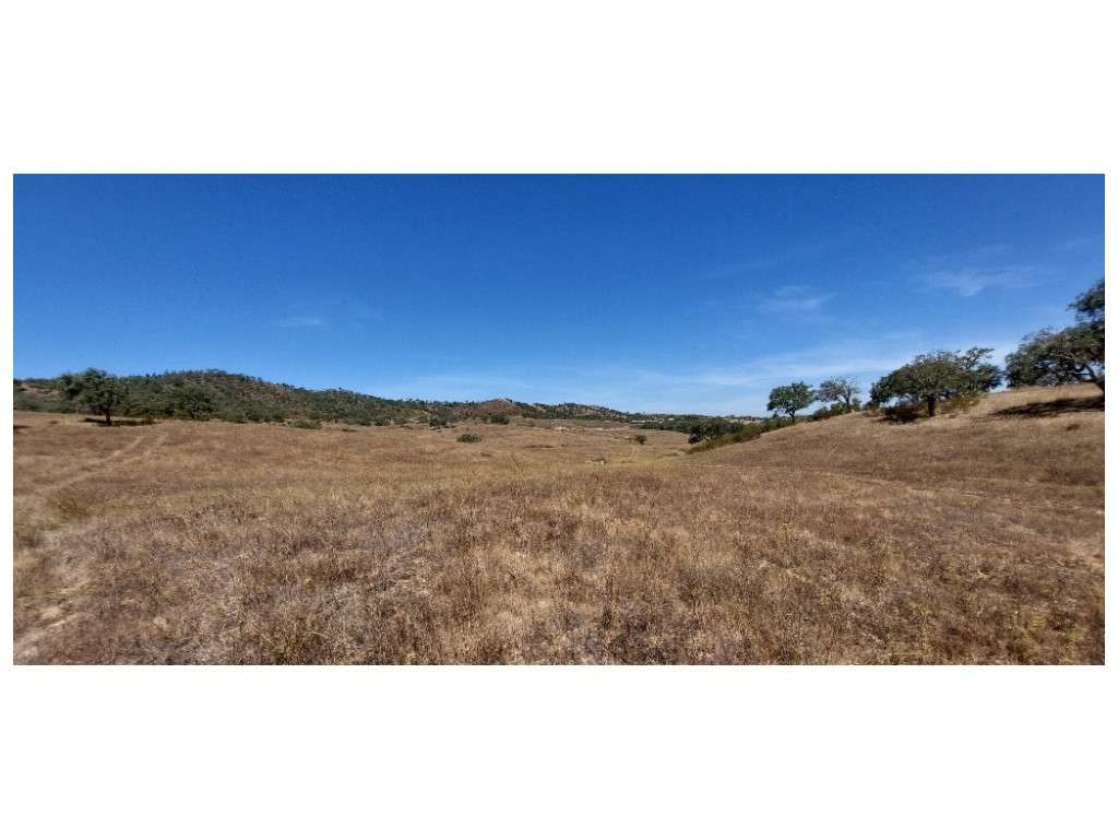 HERDADE 92 ha l Colos-54