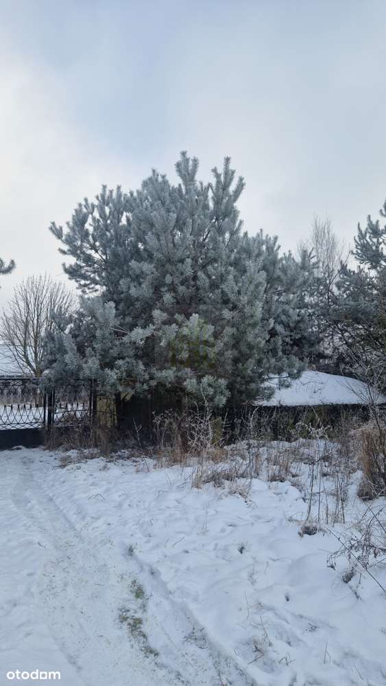 Na sprzedaż siedlisko z domem do remontu – 3000 m²-4