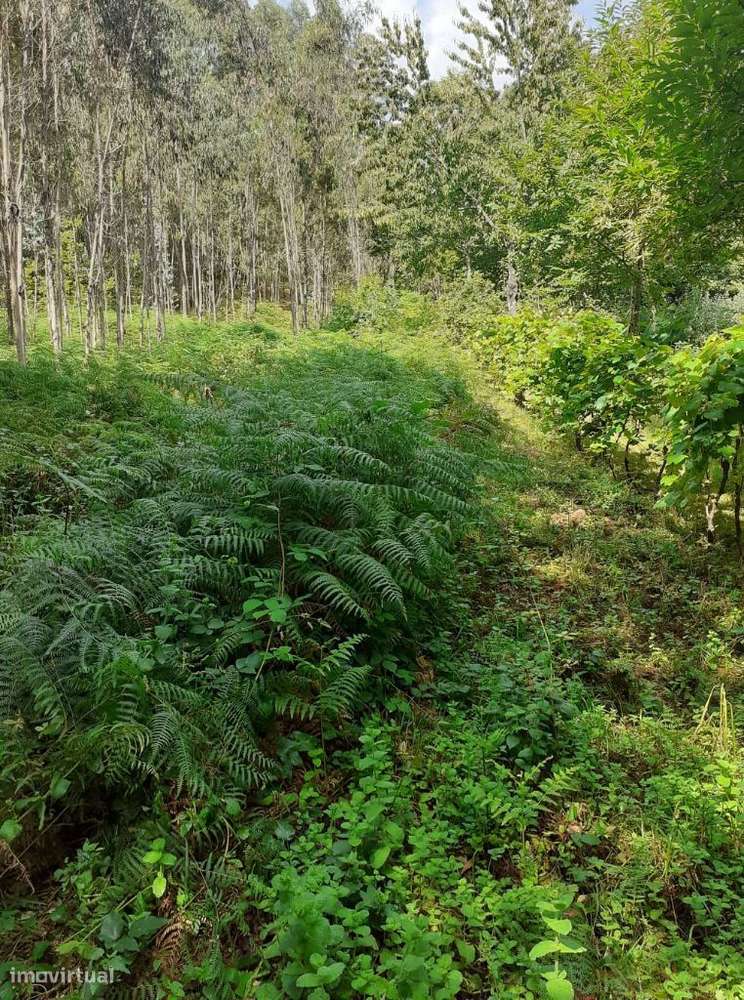 Vende-se terreno em Lobão - Grande imagem: 4/16