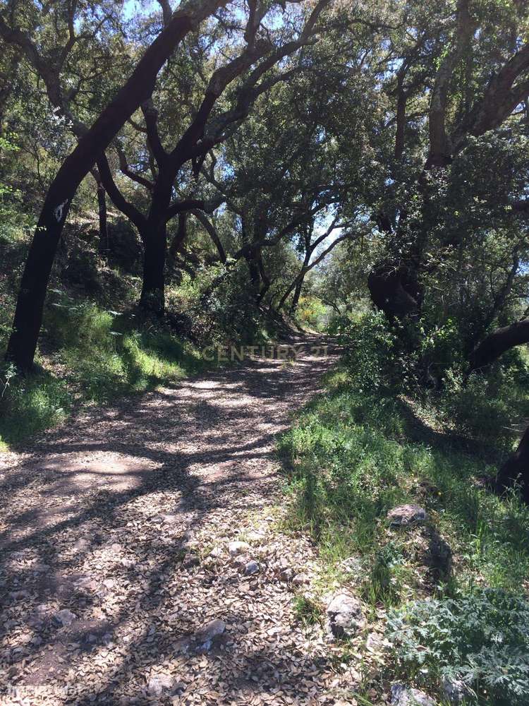 Herdade para Reconstrução em Azenha de Baixo 40 Hectares-7