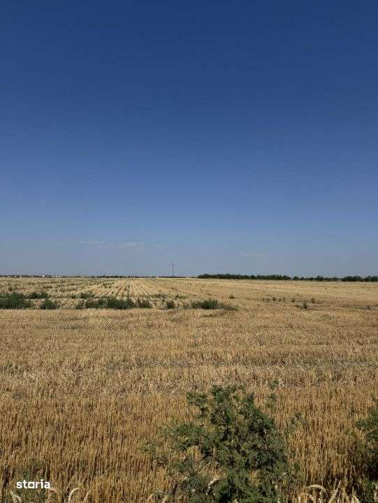 Teren 10.000 mp – Dragomiresti Vale, Ilfov - Imagine principală: 4/5