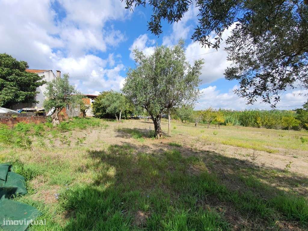Terreno para construção com poço e arvores de fruto em Cernache - Grande imagem: 2/3