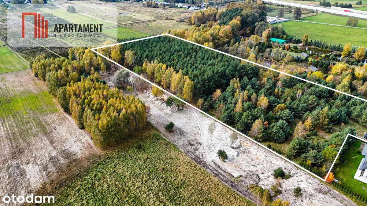 Działka z własnym lasem pod Łodzią! - Pełny obrazek: 4/8