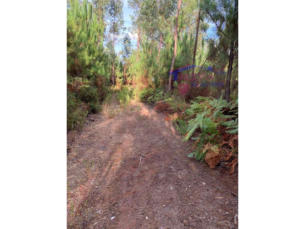 Terreno de pinhal em Adega, Graça - Grande imagem: 4/5