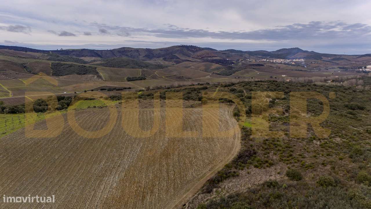Quinta do Arieiro - Cedovim | Vila Nova de Foz Côa | Douro Superior-39
