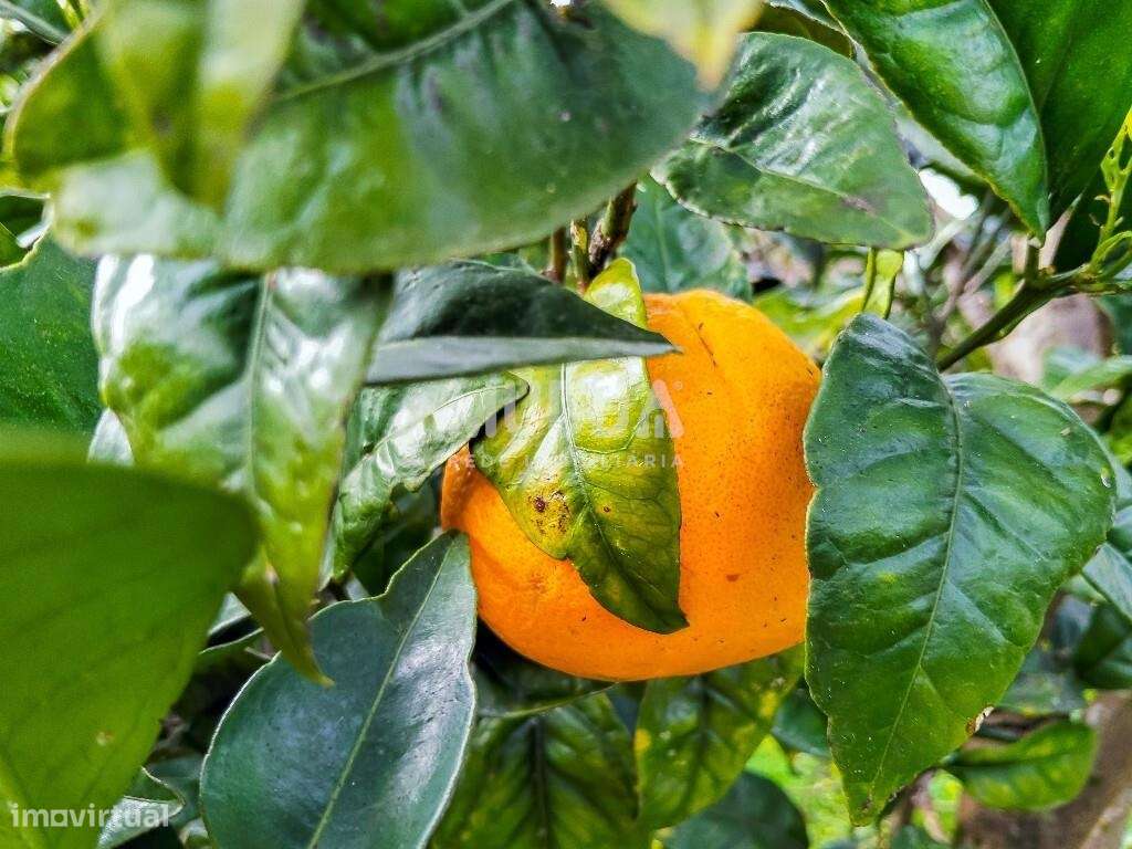 Ruína para recuperar com terreno de 1.050 m2 poço e árvores de fruto A-4