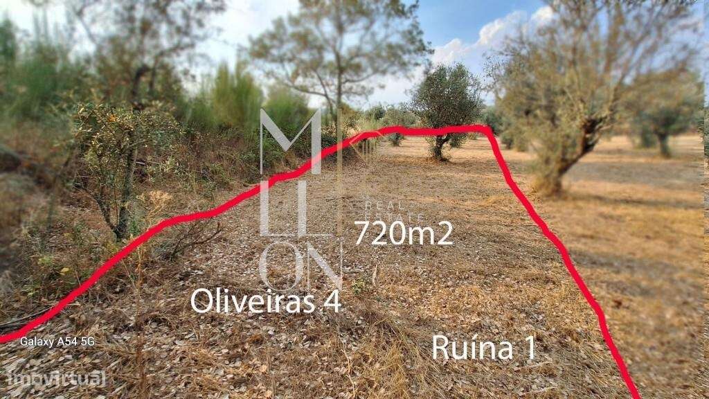 Terreno com Oliveiras- 793 - Grande imagem: 2/8