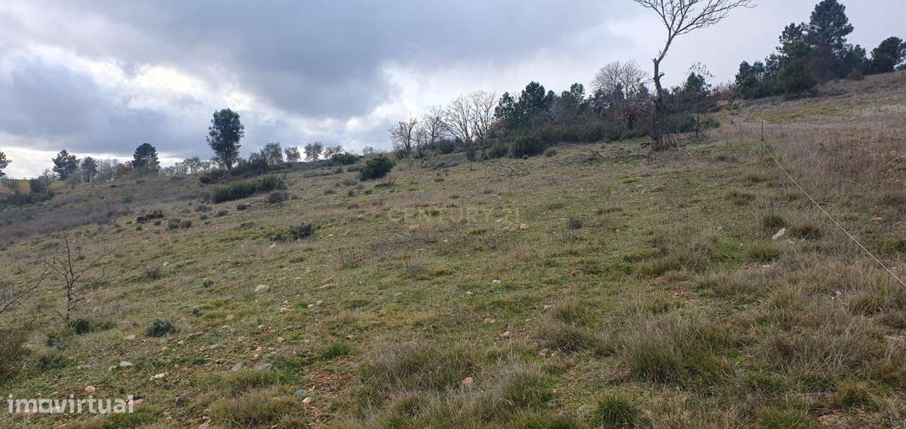 Terreno Rústico de 11.692 m²  – Oportunidade para Jovens Agricultores - Grande imagem: 5/8