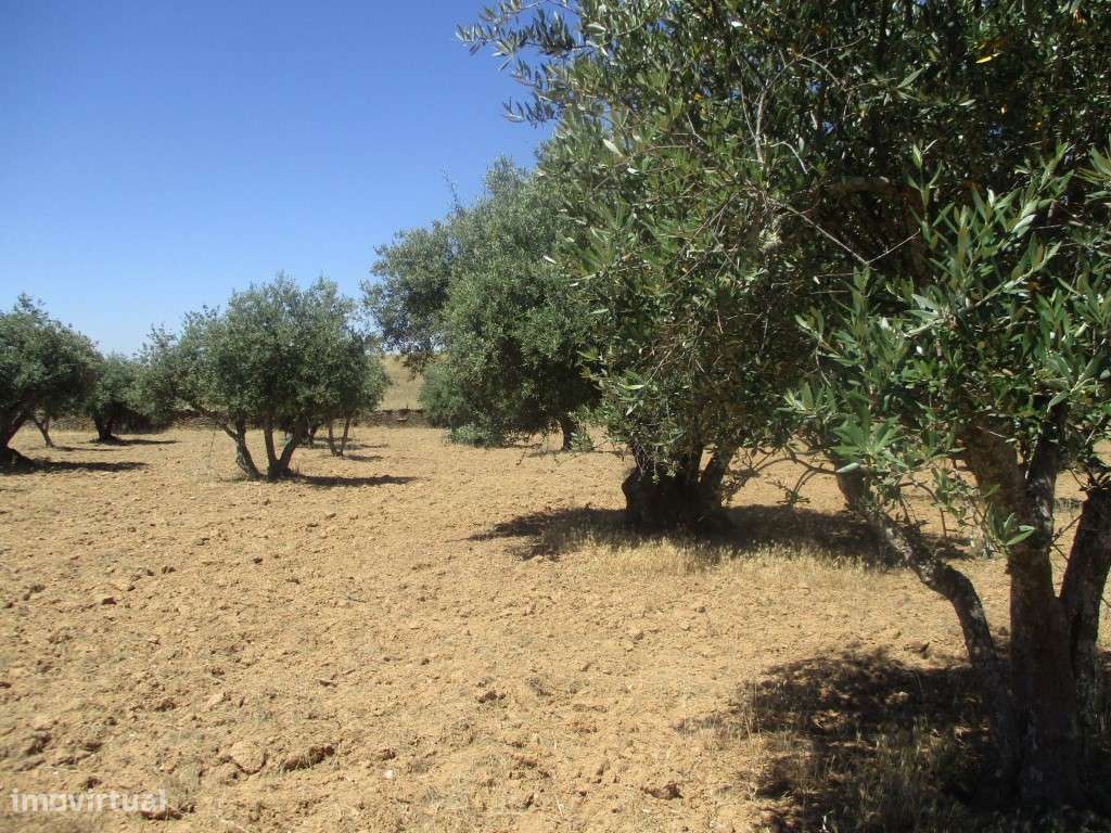 Terreno Rústico em Santiago Maior - Grande imagem: 3/4