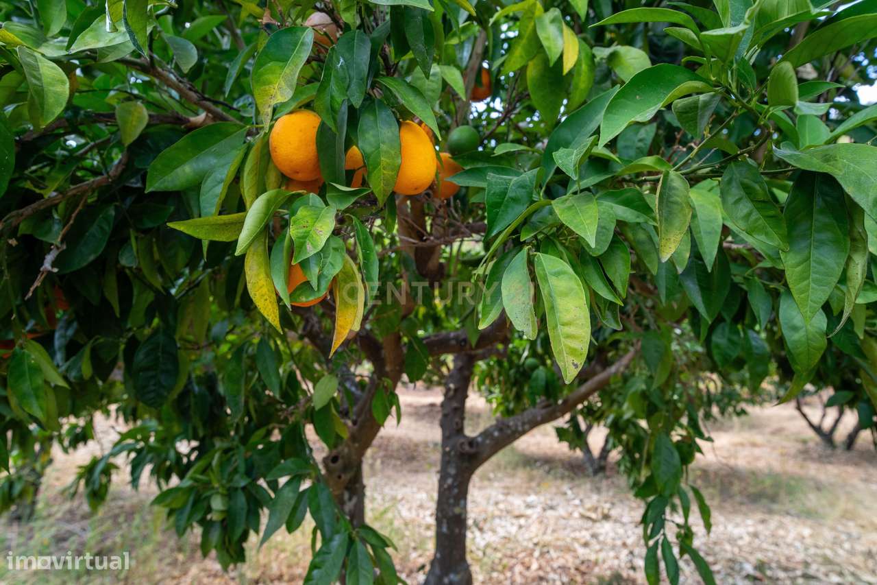 Farm with productive vineyard in the Douro Demarcated Region — São Joã-18