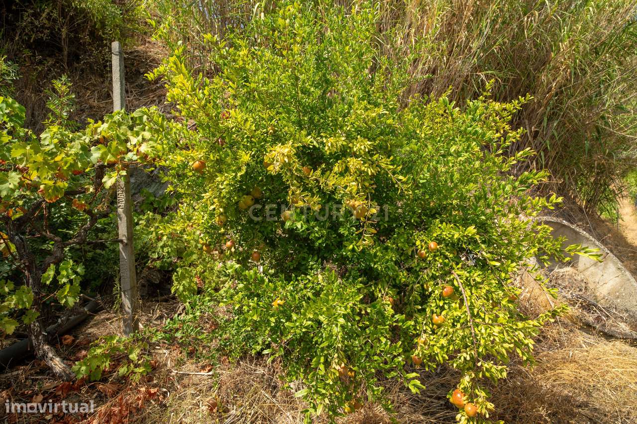 Farm with productive vineyard in the Douro Demarcated Region — São Joã-25