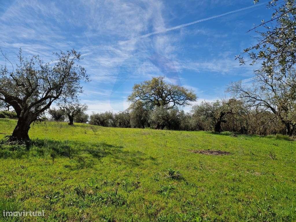 Terreno Campestre com Viabilidade de Construção - Pombal-7