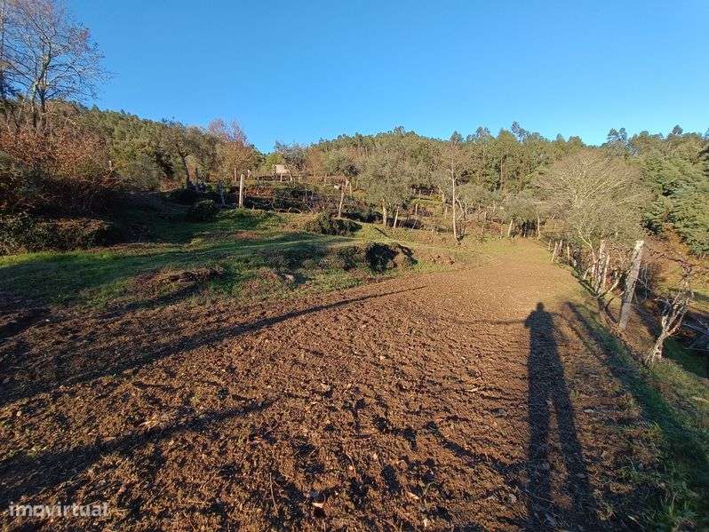 Vende-se Quinta de Oliveiras e Vindimas com 5369.16m2 - Grande imagem: 4/12