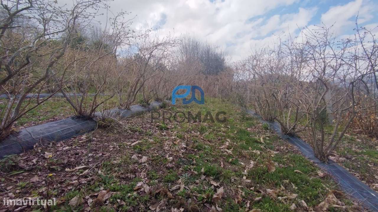 Terreno Urbanizável de 7959 m² com Armazém-23