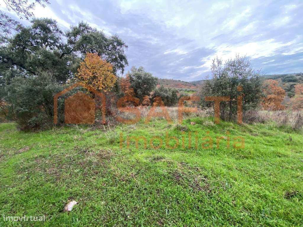 Olival de Excelência com 2,2 Hectares em Macedo de Cavaleiros - Pro...-1