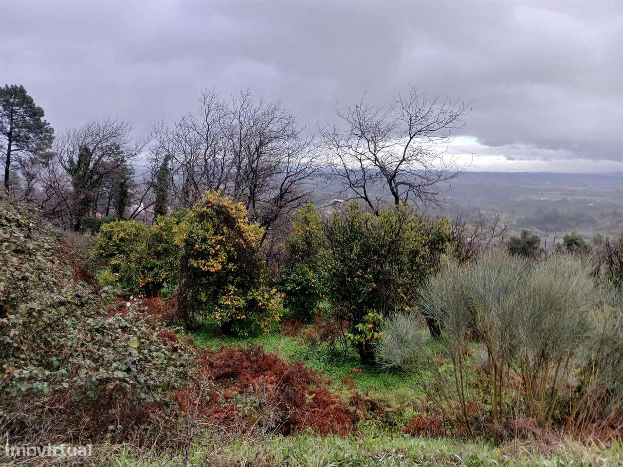 Quintinha - Grande imagem: 2/2