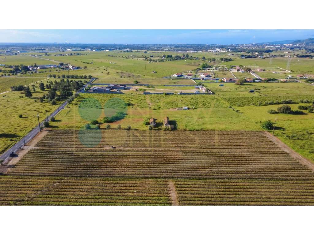 Quintinha com 6.688m ² e ruína para reconstrução | Arraiados, Pinha...-9