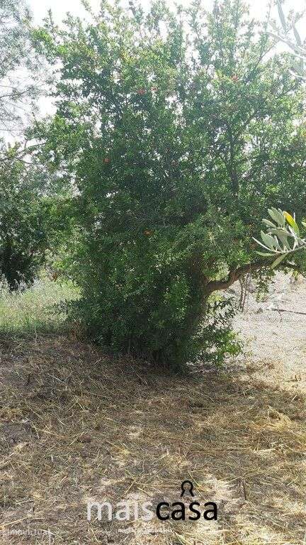 Lote Urbano com Árvores !-5