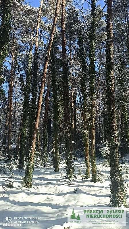 ZALESIE GÓRNE -  DZIAŁKA  Z  DORODNYM  STARODRZEWE-10