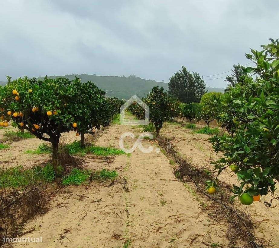 Terreno para construção com 7.415 m² em Cabanas, Quinta do Anjo, Palme-6