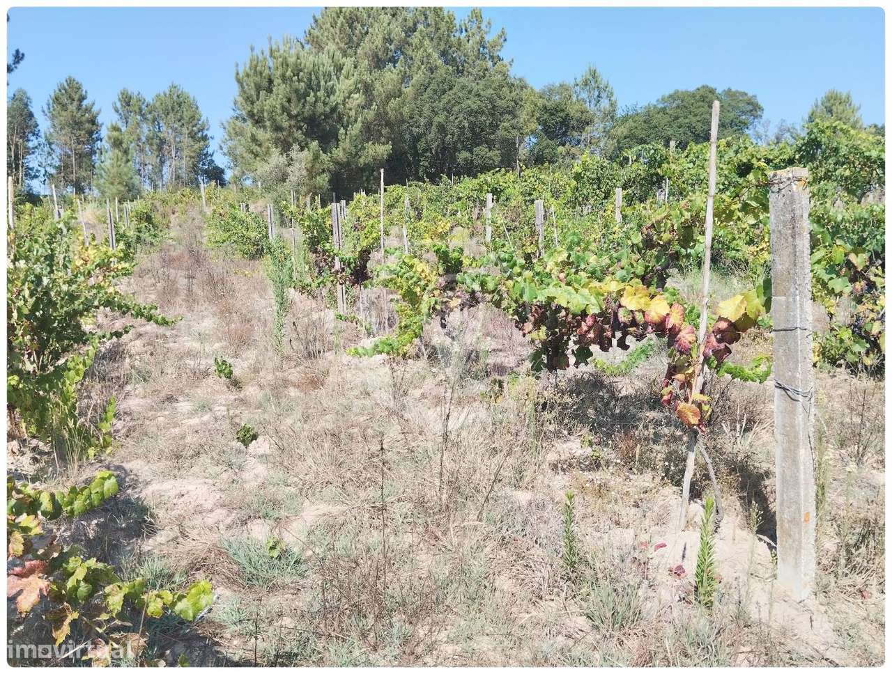 TERRENO - Grande imagem: 5/6