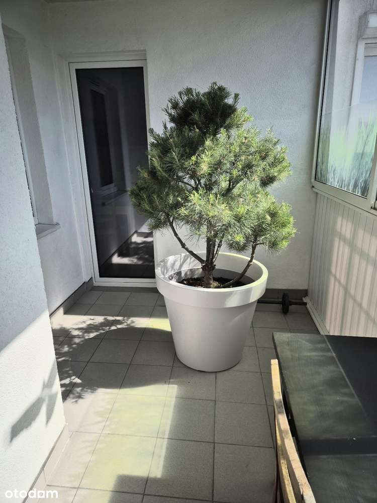 Mieszkanie z dużym ogrodem zimowym - Pełny obrazek: 3/16