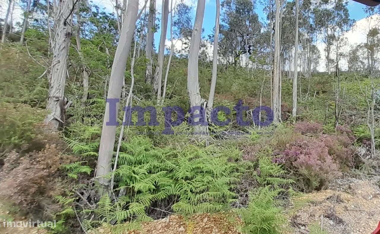 Terreno rústico em Milheirós de Poiares, Santa Maria da Feira - Grande imagem: 4/6