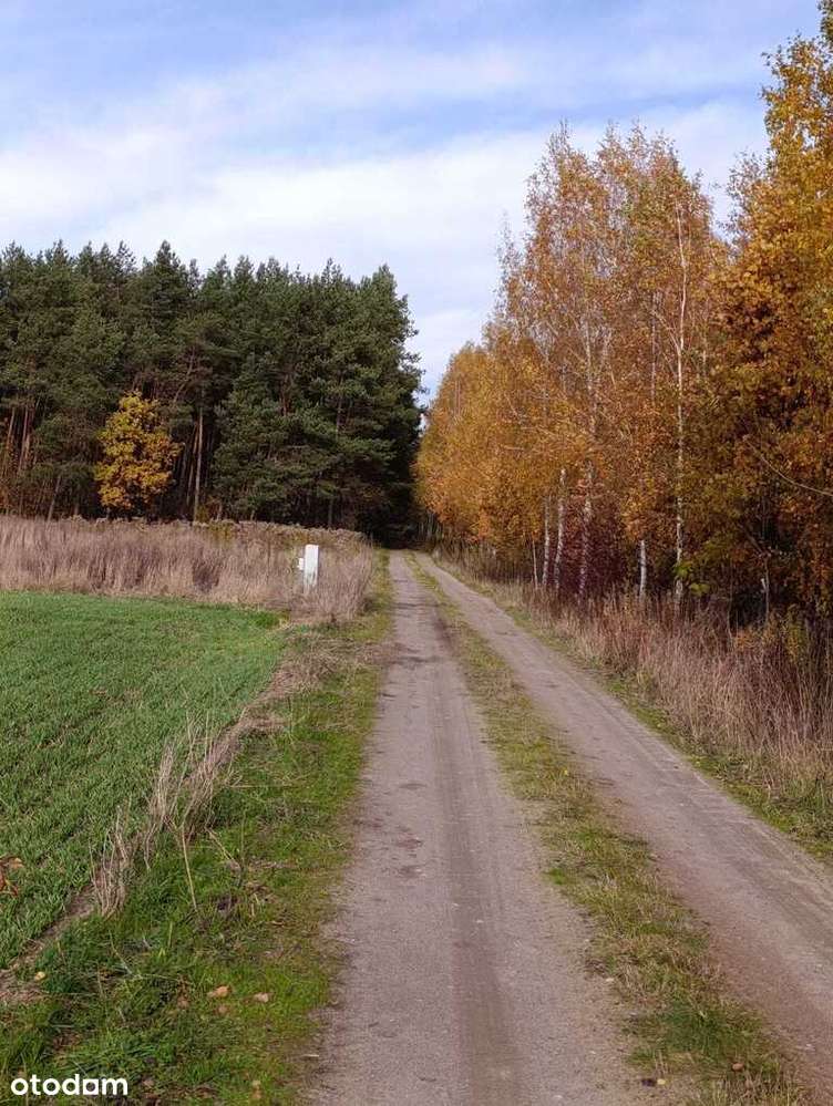 Działka budowlana w Dąbrówce Wyłazy, przy lesie - Pełny obrazek: 4/16