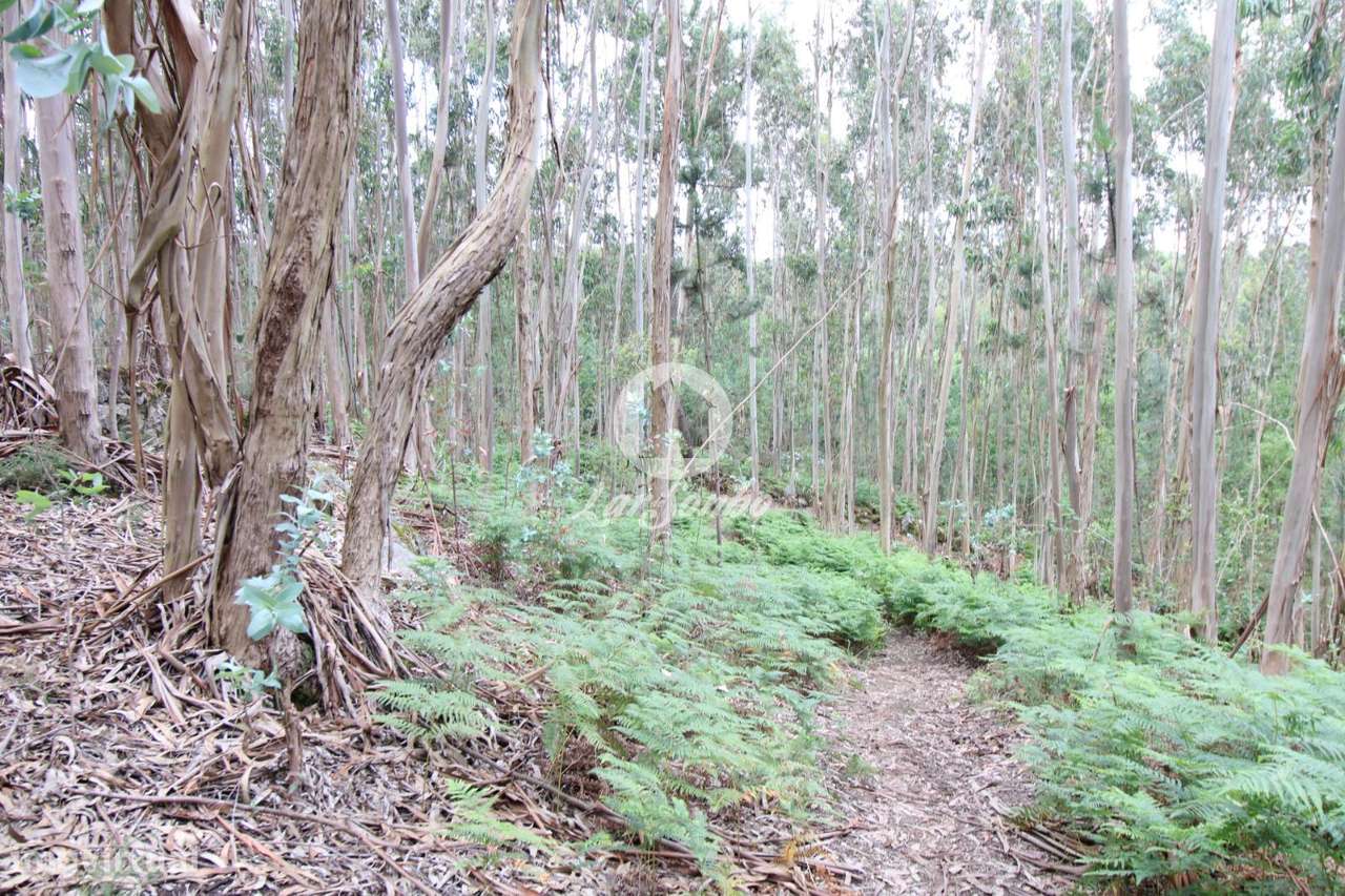 Bouça com 2.500m2 em Novais, Famalicão - Grande imagem: 5/10