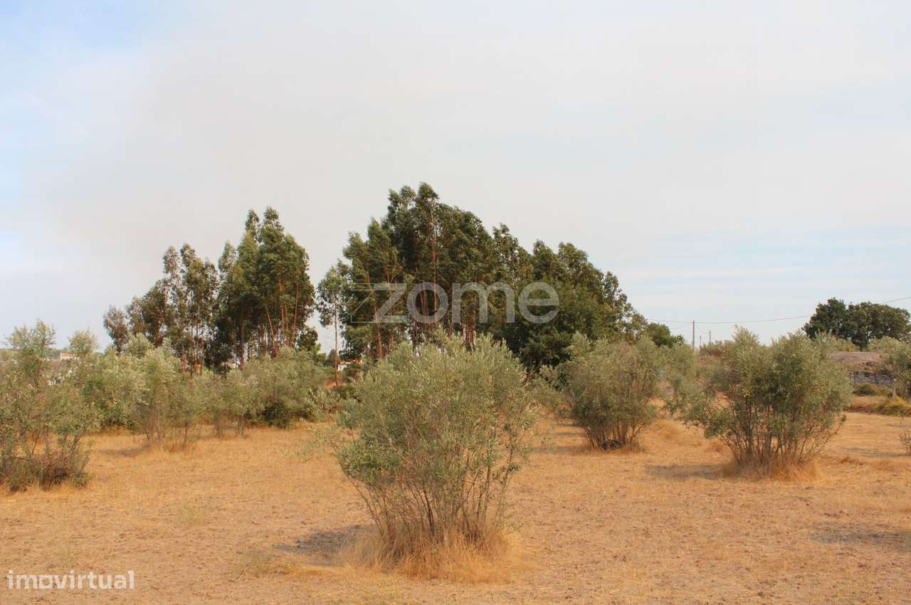 Terreno Rústico com Olival em Paranhos da Beira, Seia - Grande imagem: 2/16