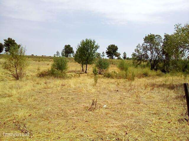 Terreno rústico com 18 ha, Lardosa - Grande imagem: 4/10