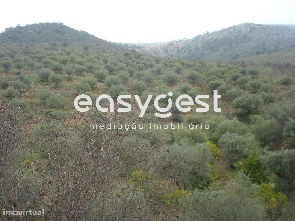 Terreno Rústico na freguesia de Ligares, Freixo de Espada à Cinta - Grande imagem: 5/7