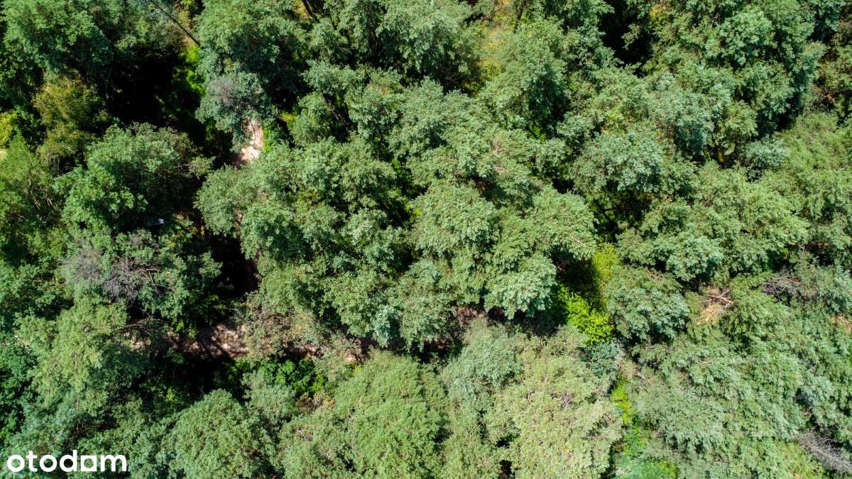 Ładna, zalesiona działka pod zabudowę rekreacyjną - Pełny obrazek: 4/14