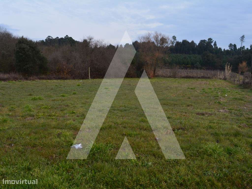 Terreno Rústico em Anadia - Grande imagem: 3/14