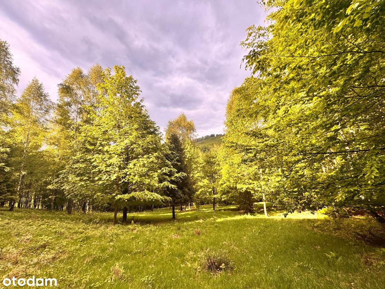 Porąbka 85ar z pozwol. na budynek roln/rekr Z DALA OD ZGIEŁKU ZAMIANA-3