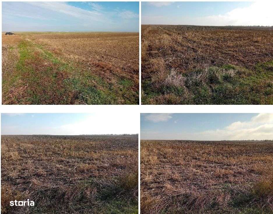 Teren extravilan, Loc Lehliu-Gara, Jud Calarasi - Imagine principală: 5/5