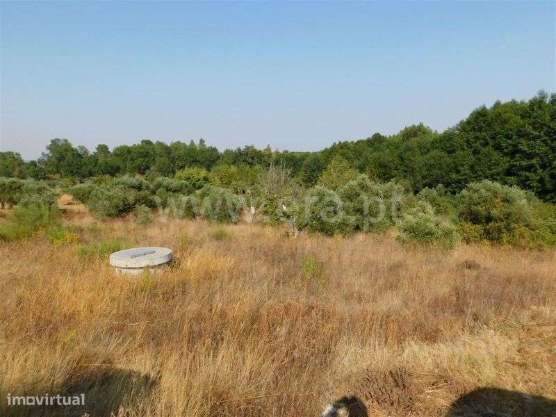 Terreno / Fundão, Enxames - Grande imagem: 2/3