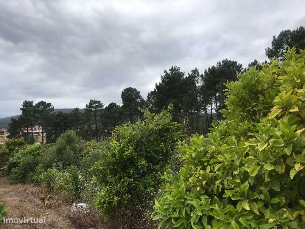 Quinta com casinha na Chancelaria, Torres Novas-19